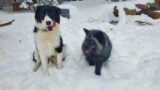 Foxes, cats, and dogs enjoy a blizzardy day at Saveafox