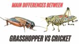 Grasshopper VS Cricket Differences | Difference Between Crickets and Grasshoppers Revealed