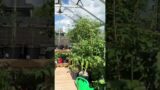 Growing vegetables in the greenhouse | over 80 plants in the 9 m2