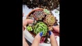 How to Make Mini Terracotta Succulent Arrangement | The Next Gardener