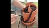 How to Make Succulents Arrangement with Broken Pots Pieces | The Next Gardener