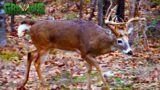 How to Prepare for Deer Season on a New Property