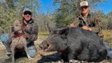 Hunting Monster Wild Boar with Dogs (Catch & Cook)