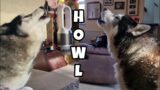 Huskies Sing In Tune and Get Told its Beautiful