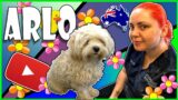 It's ALWAYS the Little White dog's that don't want to be groomed (watch Kylie Groom Mr. Arlo)