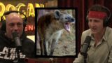 Joe Rogan Reacts to Hyena SCARE In Africa!!! Remote African Tribe!  JRE #1925