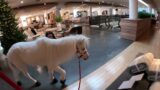 Lt. Rowdy Was Invited To Crate & Barrel. (1)