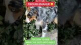 My Australian Shepherd Puppy is a Little Troublemaker – Puppy Training Ripley The Blue Merle Aussie