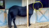 Nobody Believed that this Horse was Special, Until A Camera Captured it Doing THIS