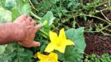 Offgrid Gardening – The Rains Came – Big Island of Hawaii