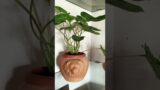 Plants in Terracotta pots|