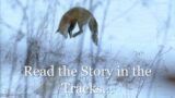 Read the Story Written in Wildlife Tracks – Nature in Winter Series 3 of 3
