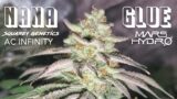 Seed To Harvest – Square1 Genetics Nana Glue | Mars Hydro FC-E6500