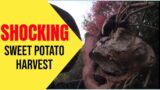 Shocking Sweet Potato Harvest: The Good, Bad, Ugly & Lessons Learned