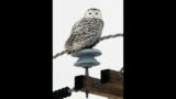 Snowy Owls in Quebec and Nova Scotia YouTube