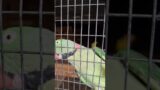 Talking Alexandrine Parrot Saying Hello Good Boy