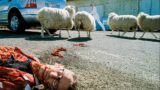 The Day Sheep Finally Rule Over Humans, After Years Of Abuse | Horror Movie Recap