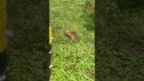 This Wild Bunny Rabbit lives in my backyard! UP CLOSE eating weeds #Short #Shorts