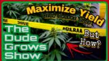 To Max Your Cannabis Growroom Harvest: Build or Buy?? – The Dude Grows Show 1,438
