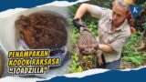 Toadzilla, Kodok Raksasa yang Disuntik Mati Setelah Ditemukan di Australia