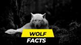 Top 10 Most Amazing Facts wolf #wolf #wolfooworld #wolffamily