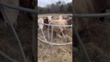 Troublemaker calf #cattle #trouble #hay #shortsyoutube