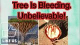 Unbelievable Facts About Dragon Blood Tree In Yemen!