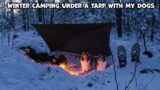 Winter Camping Under A Tarp With My Dogs