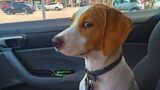 'Brave' dogs reaction when realize he's going to the Vet