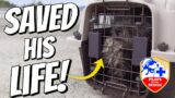 8 Dogs Saved With PILOTS TO THE RESCUE!