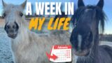 A WEEK IN MY LIFE ~ Riding, emergency vet, 5* eventers and catching flights