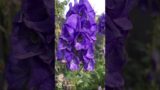 Aconitum Napellus gives height and is great for insects.  #flowers #purpleflower #gardening