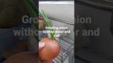 Against all odds, this onion is growing even without water and soil #shortvideo #shorts