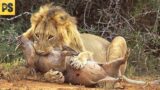 BRUTAL Moments when Male Lions Attacked their Prey | Pet Spot