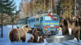 Bears Didn’t Move Away From the Tracks, When the Driver Looked Closer They Called the Police Fast!