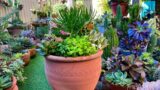 Big Terracotta Pot Succulent Arrangement