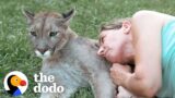 Blind Cougar Was Scared Of Crashing Into Things Until Mom Came To The Rescue | The Dodo