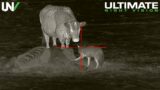 Cattle Rancher has a Big Problem | Hunting Predators with Thermal