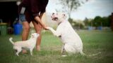 Chance gets Adopted After 12 Months of Rehabilitation #americanbulldog