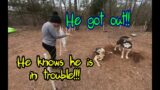 DOG ON THE LOOSE!!! dog lover, tiny house, homesteading, off-grid, rv life, rv living, DIY HOW TO