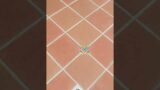 Different Types of Grout on TerraCotta Tile