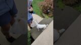 Dog Goes Crazy During Mail Time – Dog and Mail Person