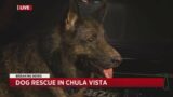 Dog Rescue In Chula Vista