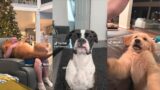 Dogs Doing Funny Things Compilation of 2023