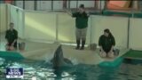 Dolphins arrive in Minnesota I KMSP FOX 9