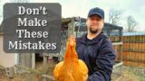Don't Make These Mistakes With Your Backyard Chickens | Raising Backyard Chickens Beginners Mistakes