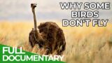 Down to Earth – The Mystery of Flightless Birds | Free Documentary Nature