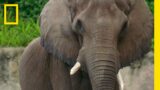 Elephant's 40th Birthday Party | Making Mac a Birthday Cake | Magic of Disney's Animal Kingdom