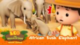 Emergency! ELEPHANTS to the RESCUE! | African Bush Elephant | Leo the Wildlife Ranger | #compilation