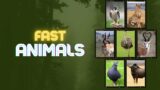 FAST ANIMALS  –  The Fastest Animal on Earth